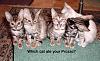 Like Cats?-drugcats.jpg