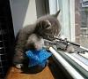 Like Cats?-sniper.jpg