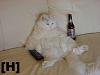 Like Cats?-fat-cat-w-beer.jpg