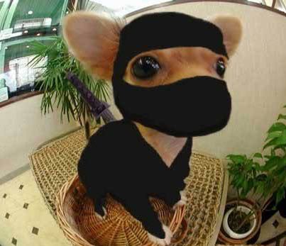 Name:  funny_pictures_Ninja_Chihuahua.jpg
Views: 6
Size:  24.2 KB