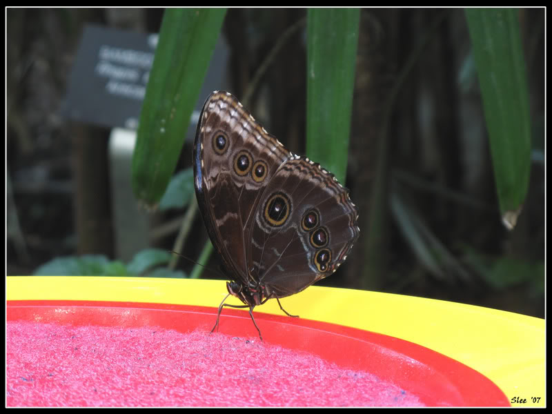 Name:  butterfly1.jpg
Views: 4
Size:  66.7 KB
