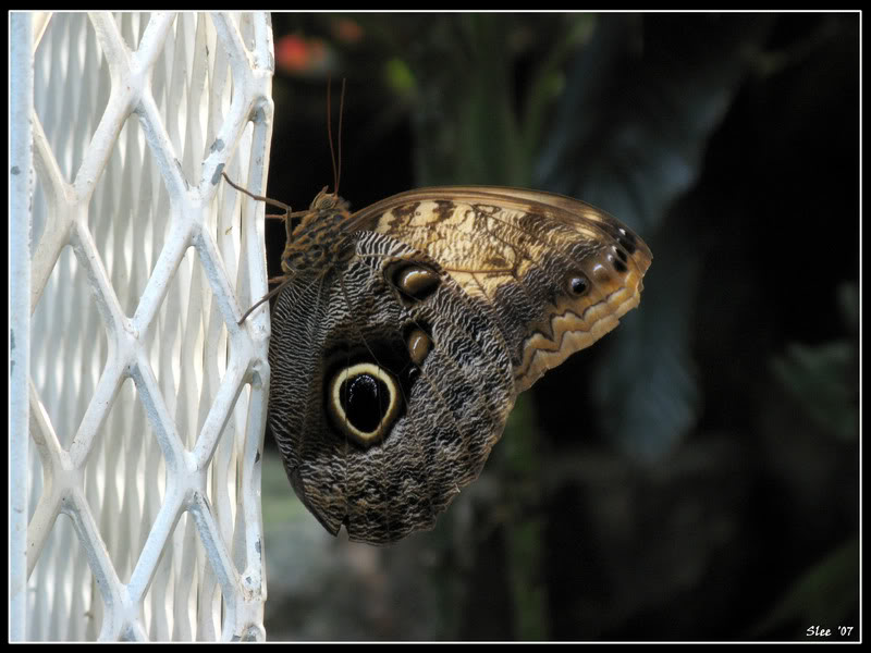 Name:  butterfly2.jpg
Views: 5
Size:  75.8 KB