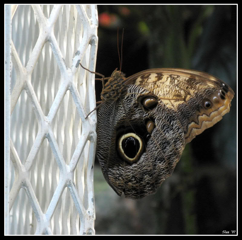Name:  butterflyclose1.jpg
Views: 5
Size:  85.3 KB