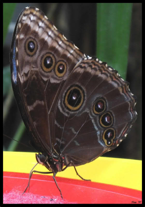 Name:  butterflyclose2.jpg
Views: 4
Size:  49.7 KB